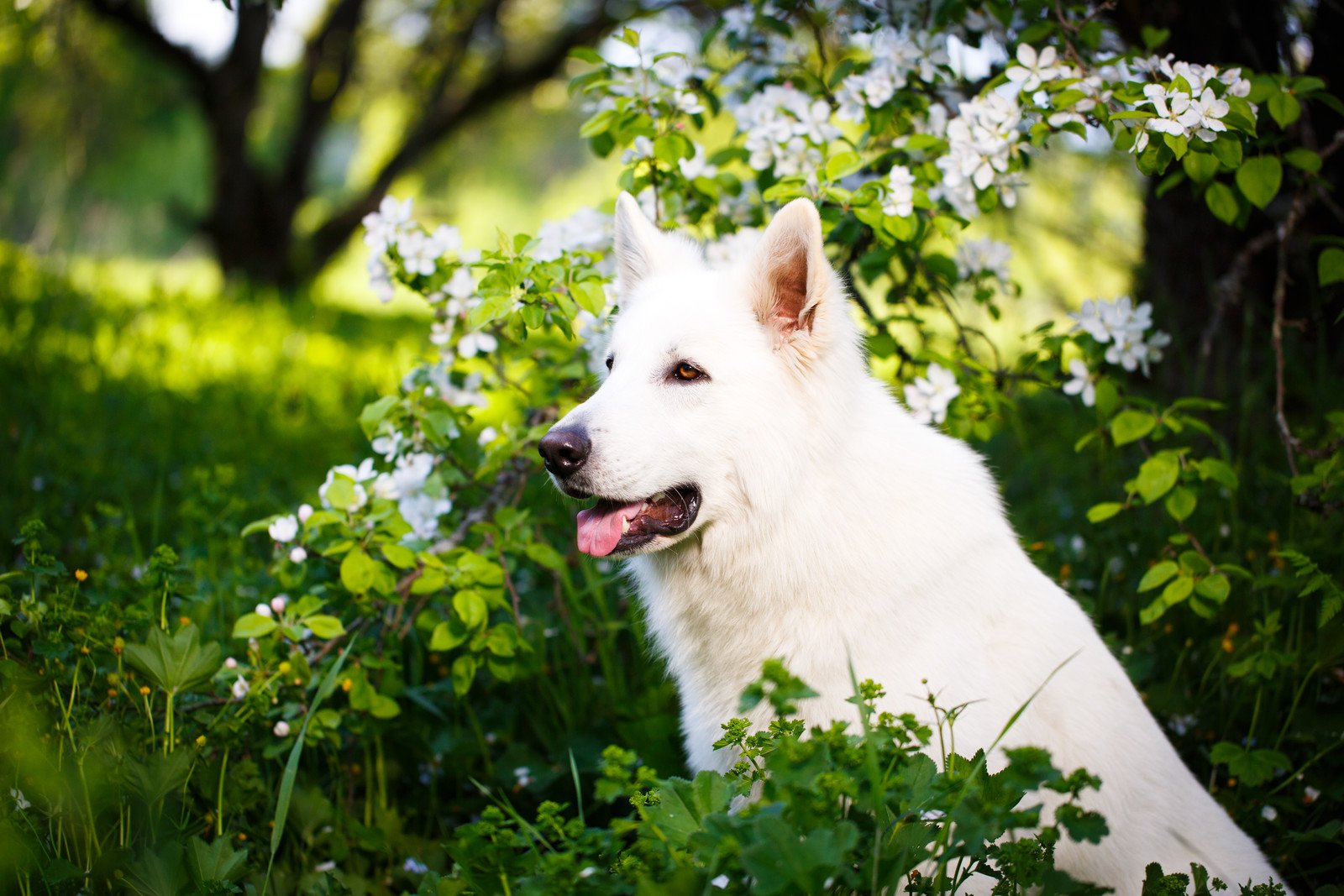 cane bianco vicino a un ramo fiorito in bianco