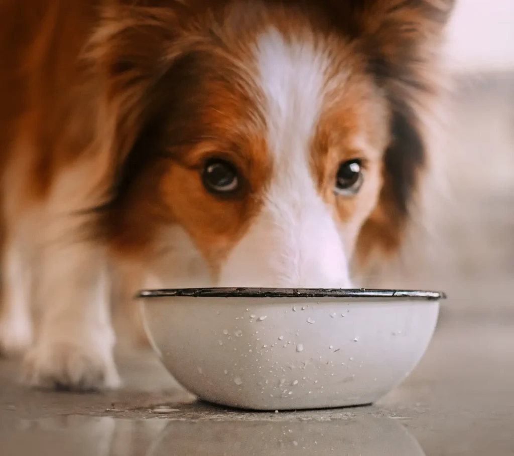 border collie beve da ciotola in ceramica