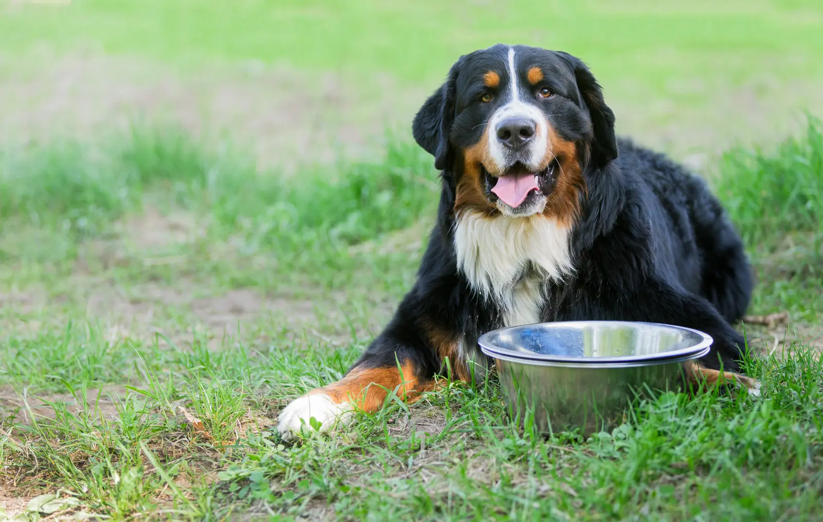 bernese accucciato su prato verde