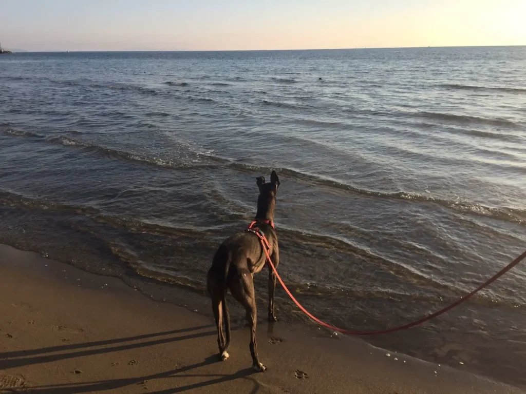 Rory, levriero nero sulla battigia guarda il mare