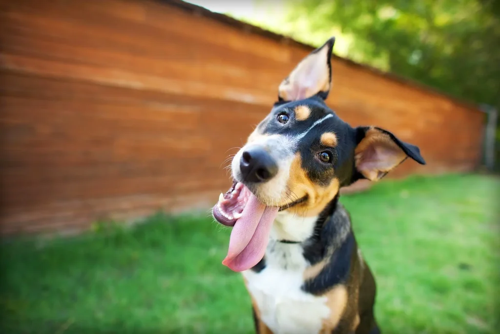 cane felice con lingua fuori su un prato