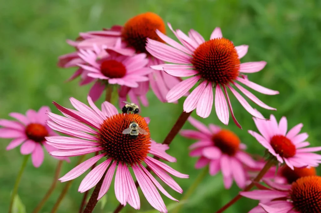 fiori rosa di echinacea