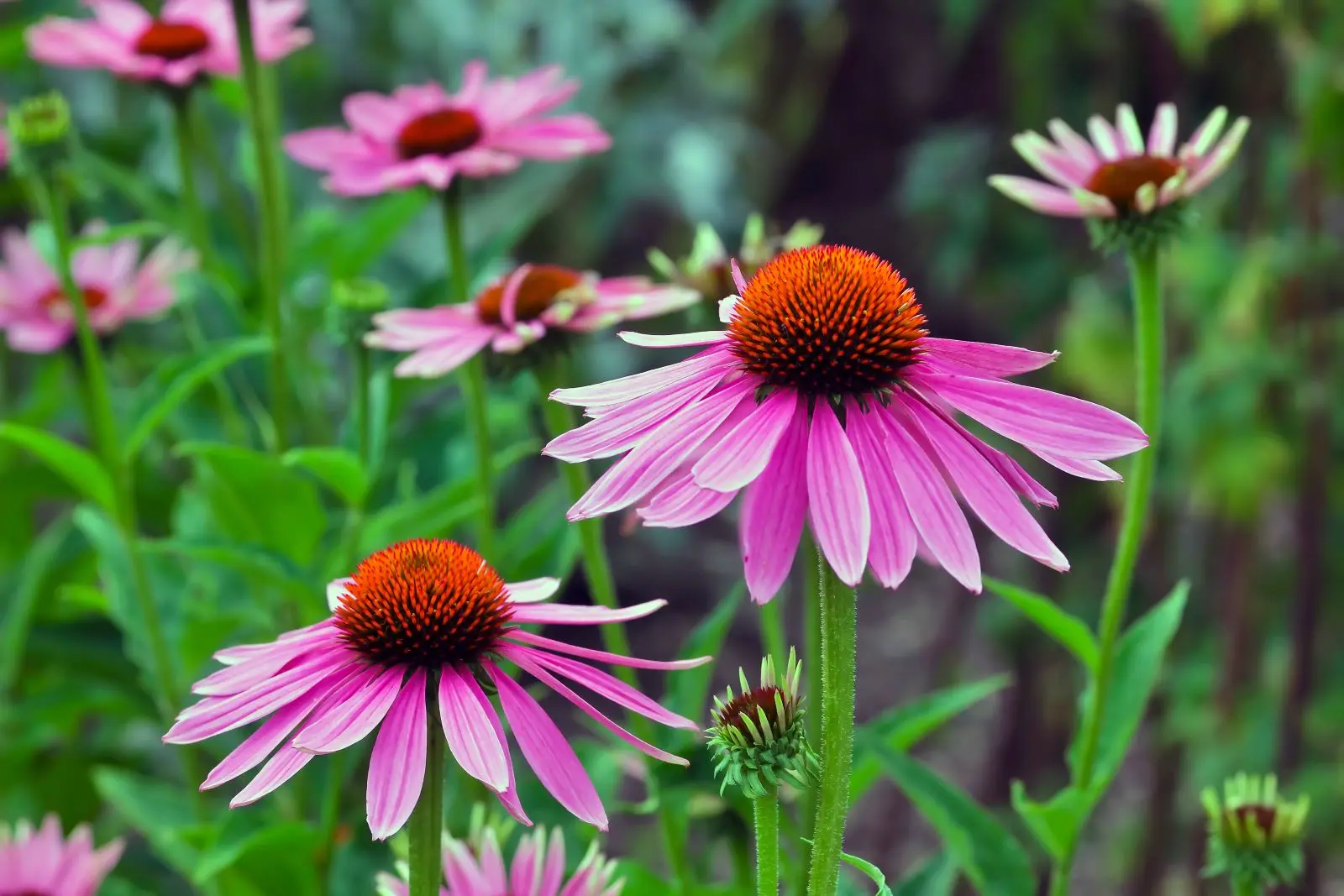 fiori di echinacea rosa, in un campo, in primo piano