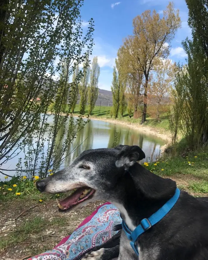Primo piano di Rory, levriero nero con muso bianco, sdraiato di fronte al lago
