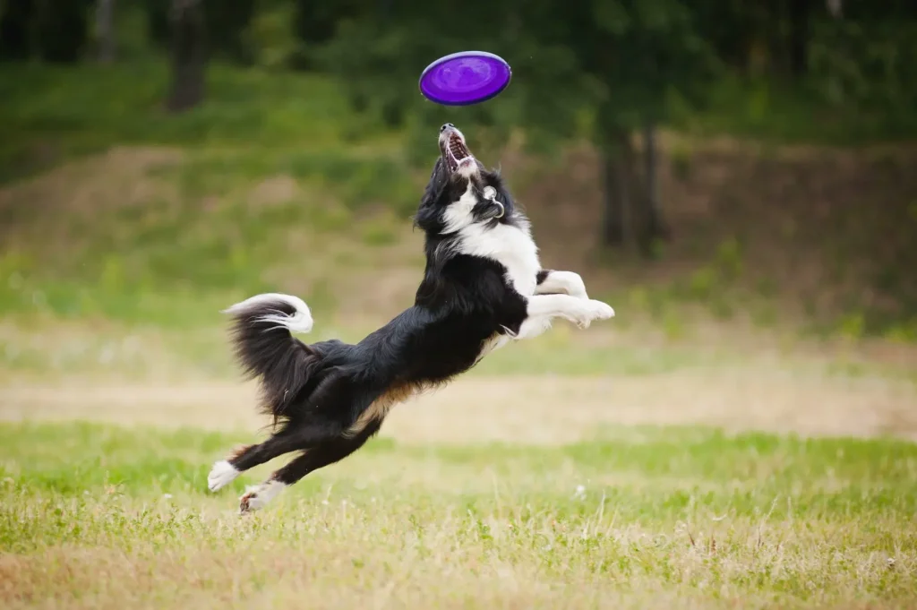 border collie in volo per prendere un freesbe viola