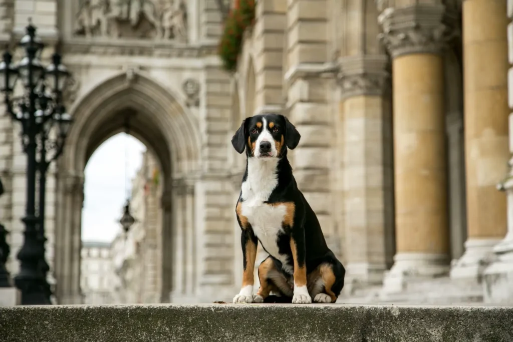 cane nero, bianco e marrone, posa di fronte a una cattedrale