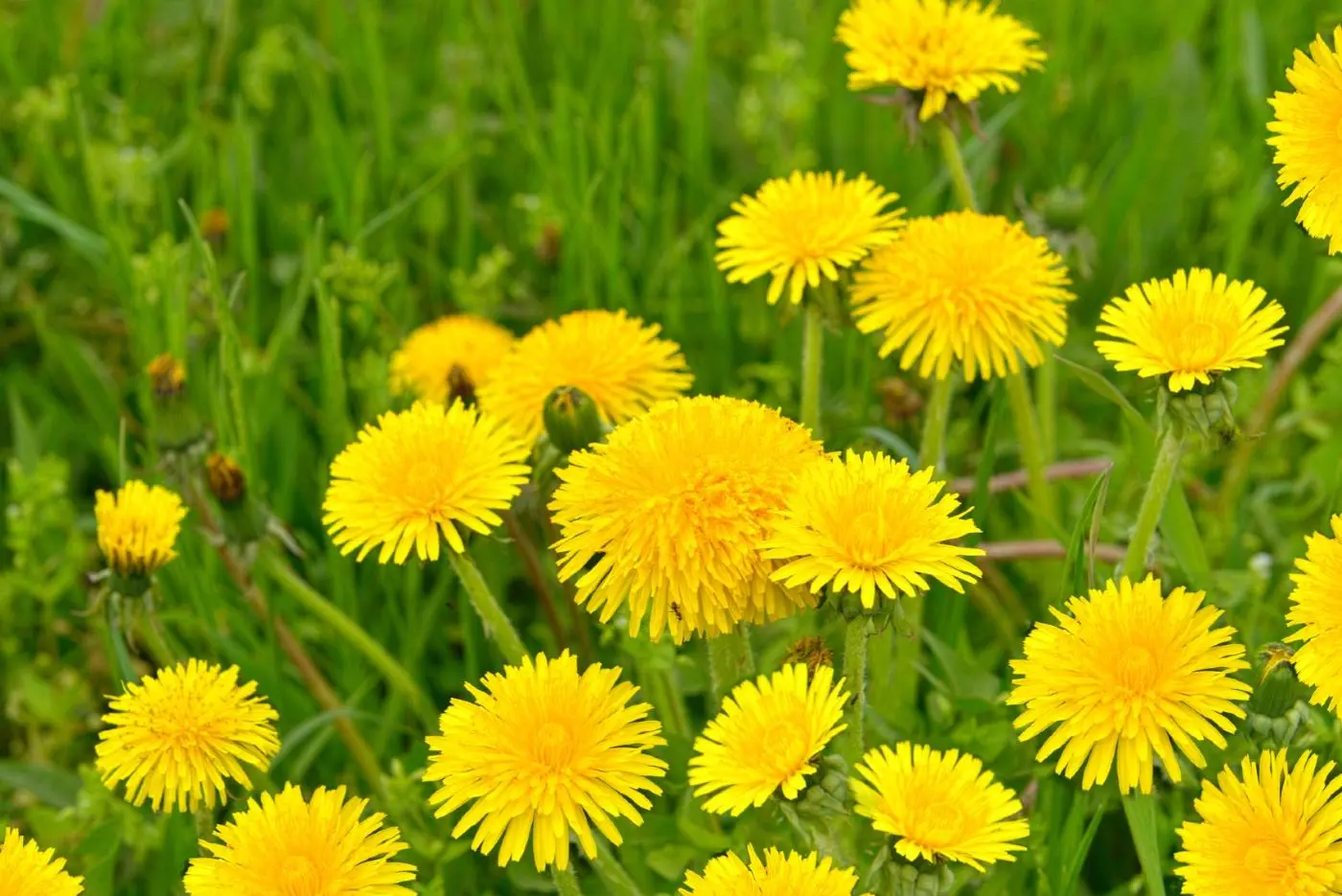 tarassaco, fiori in primo piano, in un prato verde
