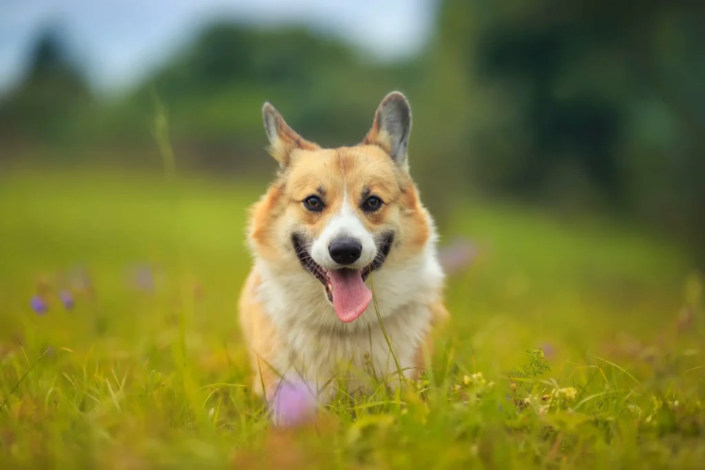 Corgi fulvo e bianco corre nell'erba