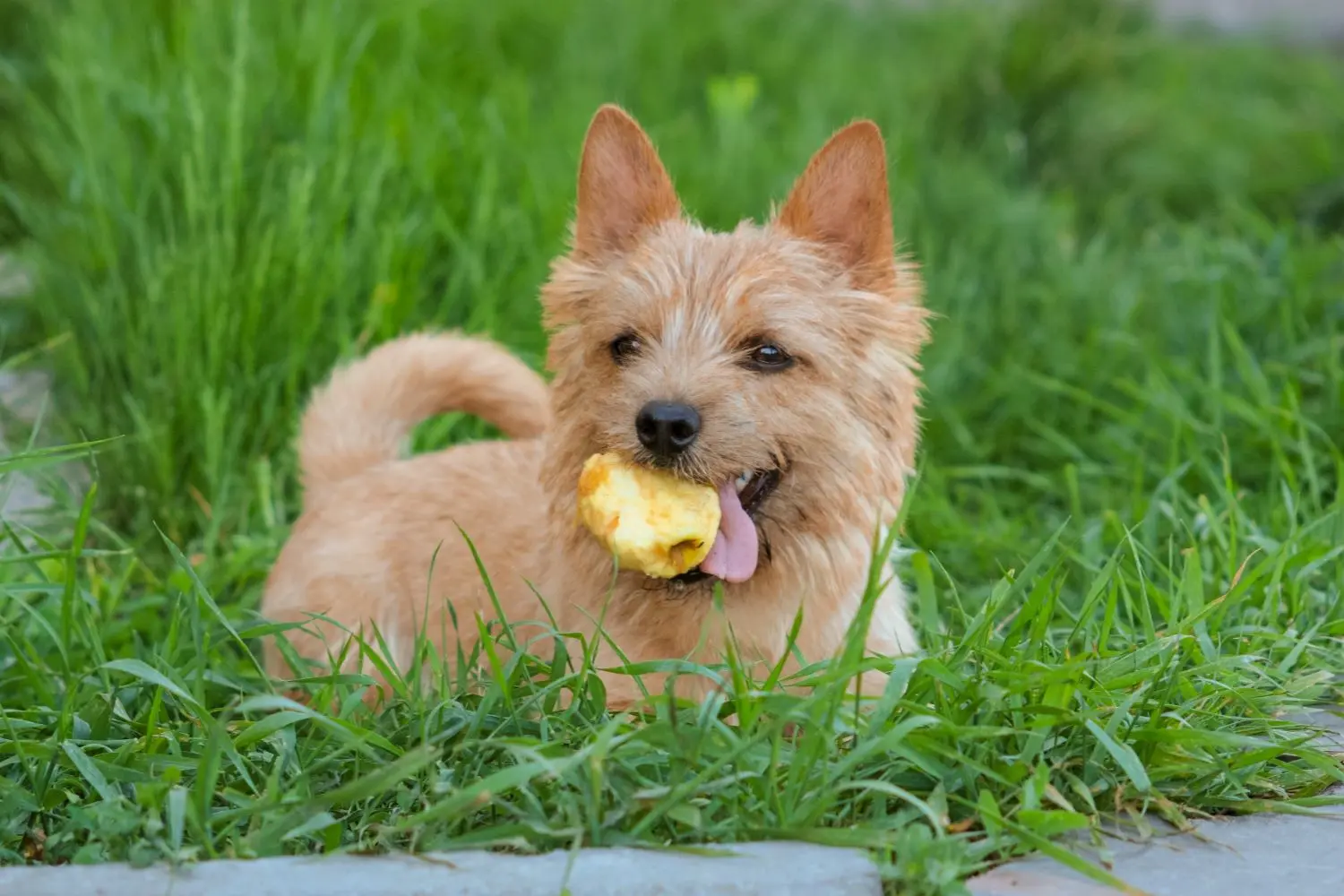piccolo cane a pelo chiaro con mela mangiata nell'erba