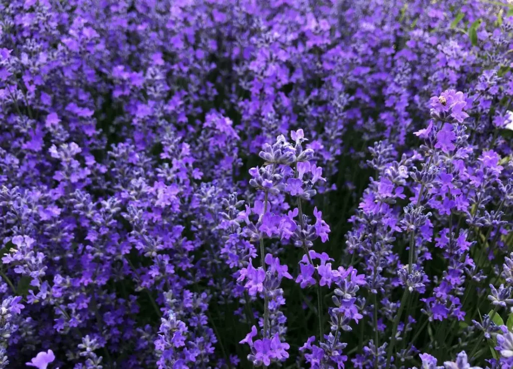 campo di lavanda, fiori fotografati da vicino