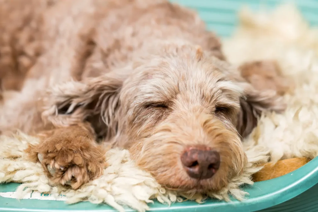 cane simil terrier, con pelo nocciola, dorme su coperta bianca