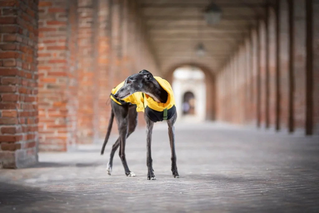 Levriero nero con cappotto giallo, sotto gli archi di Savbbioneta.