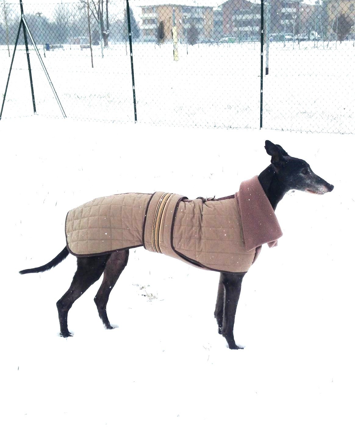 levriero nero con cappottino beige nella neve