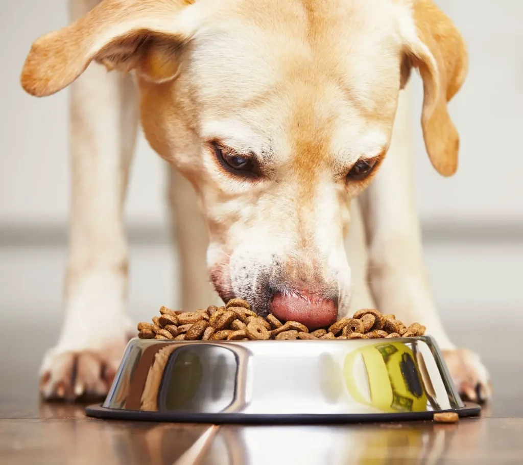 labrador biondo mangia le crocchette in una ciotola sul pavimento