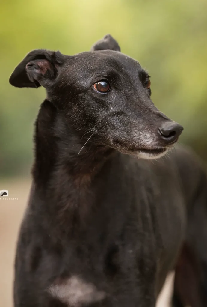 Lady, levriera nera, primo piano di profilo, su sfondo verde