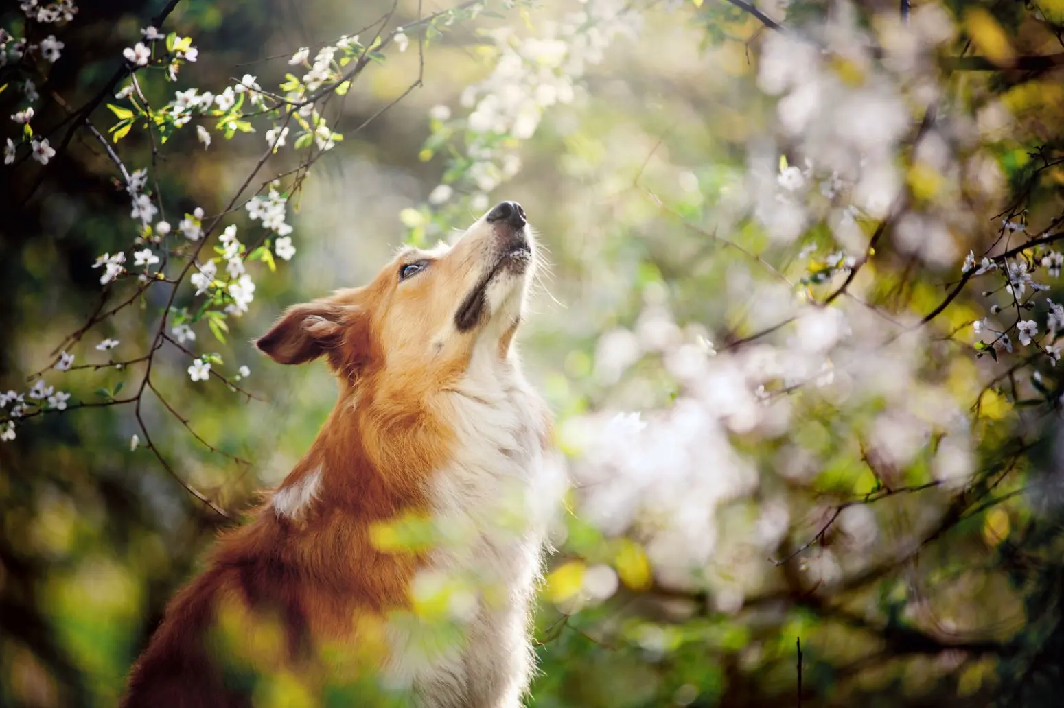 Cane fulvo sotto volta di ciliegi fioriti