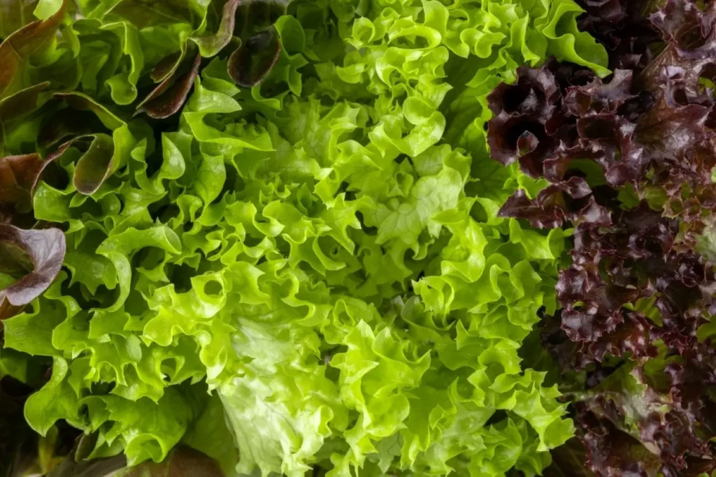 lattuga fresca di vari colori, verde, marrone, verde scuro