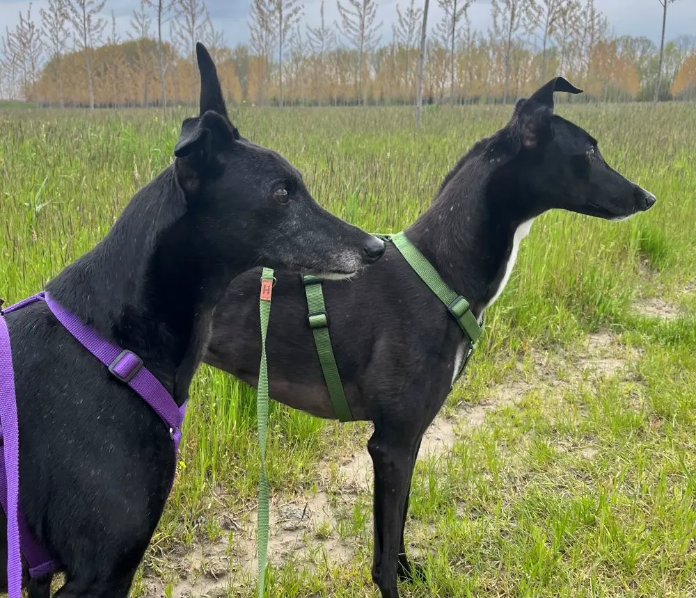 Lady e Rosie, levriere nere guardano a sinistra in un campo