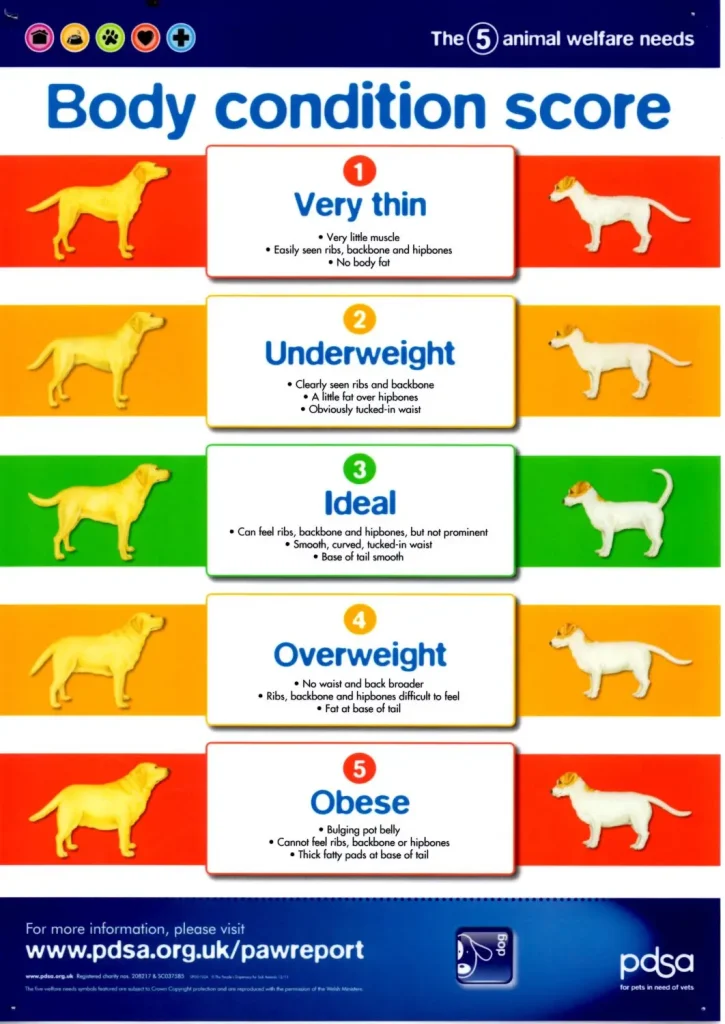 tabella in vari colori che spiega il body condition score