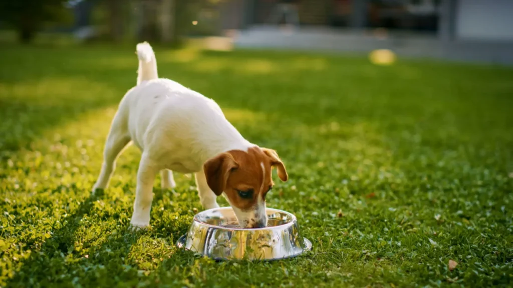 jack russel beve da ciotola in alluminio in un prato