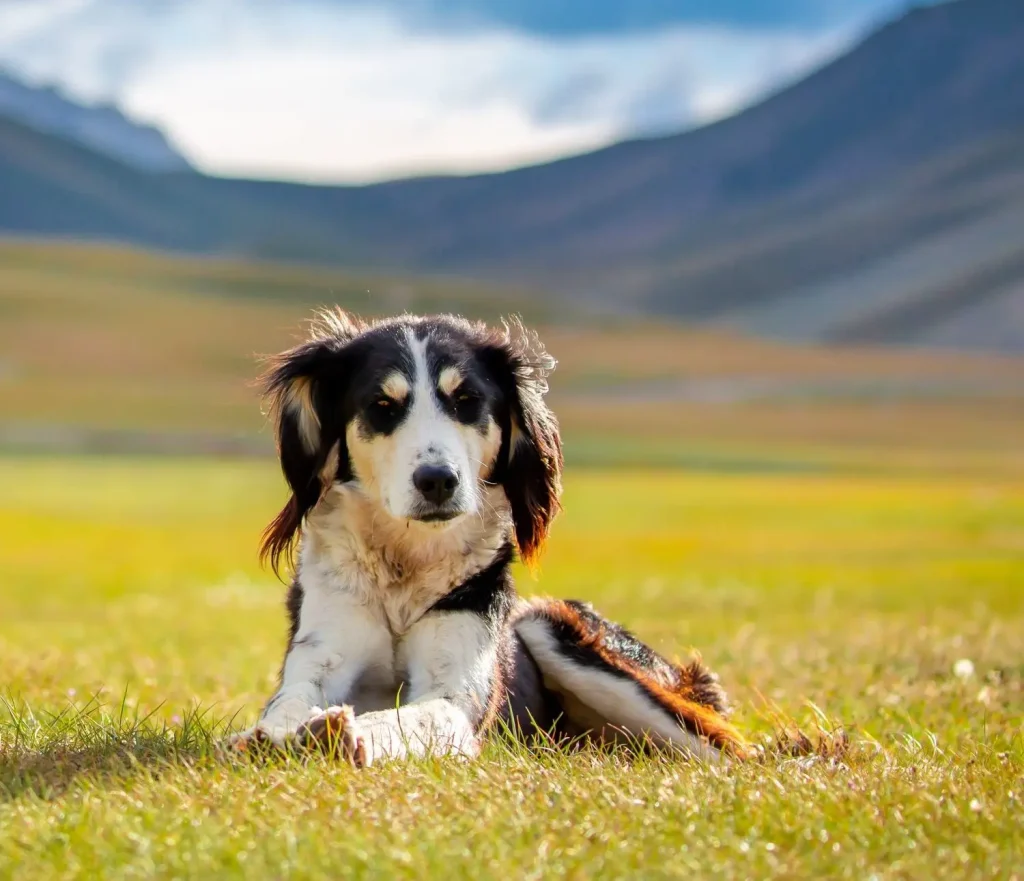 Saluki accuciato in un prato in montagna