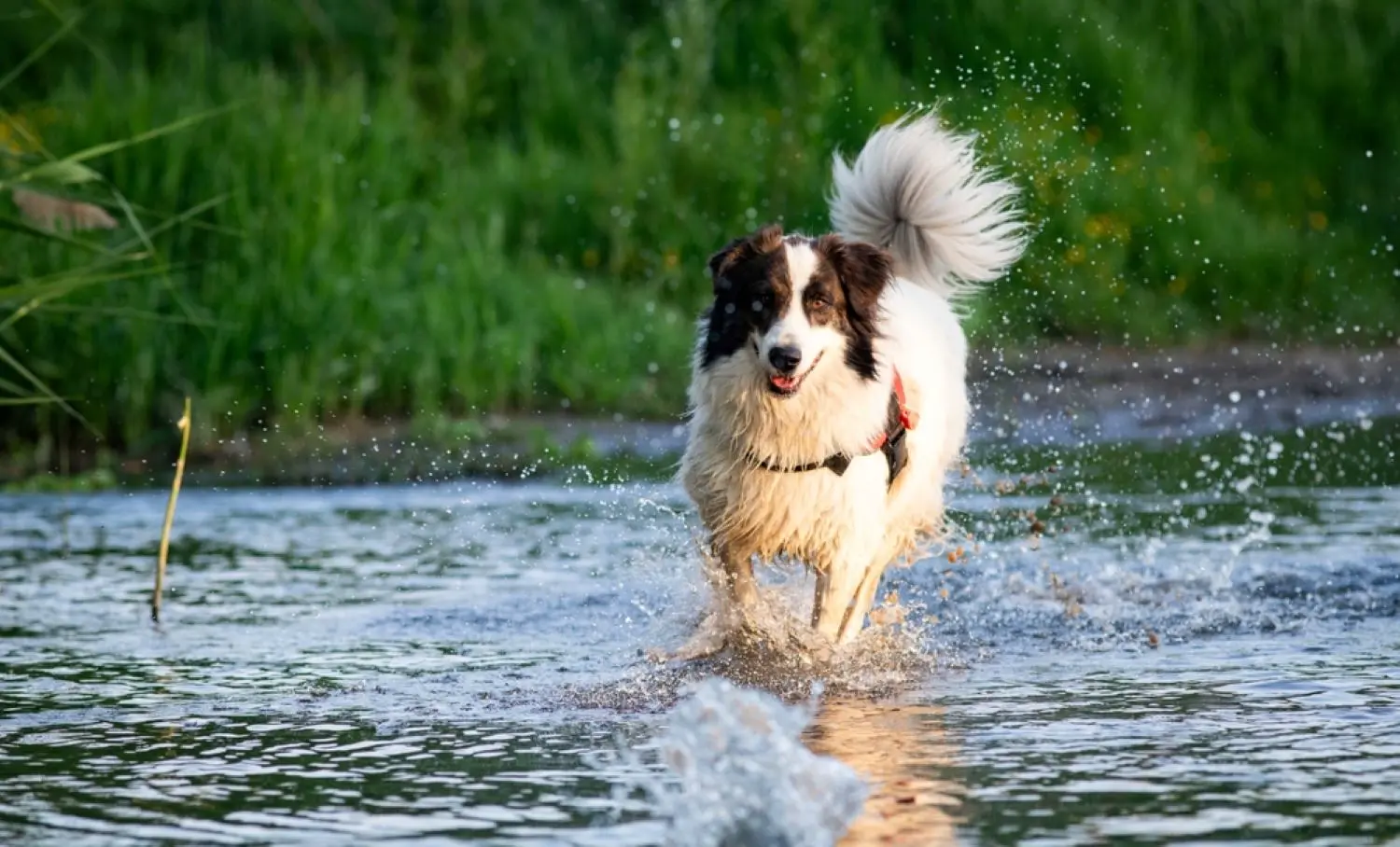 cane meticcio bianco e nero corre felice in acqua nel lago, con alle spalle un bosco