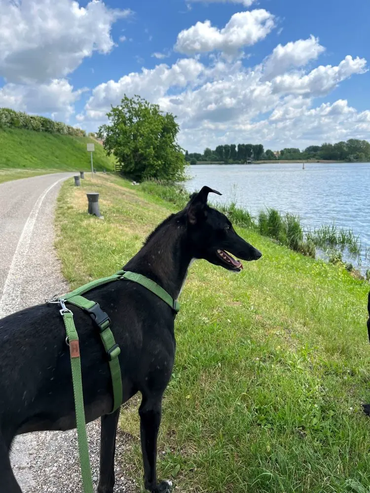 Rosie, levriera nera, guarda il lago dal prato, con un cielo nuvole a pecorelle