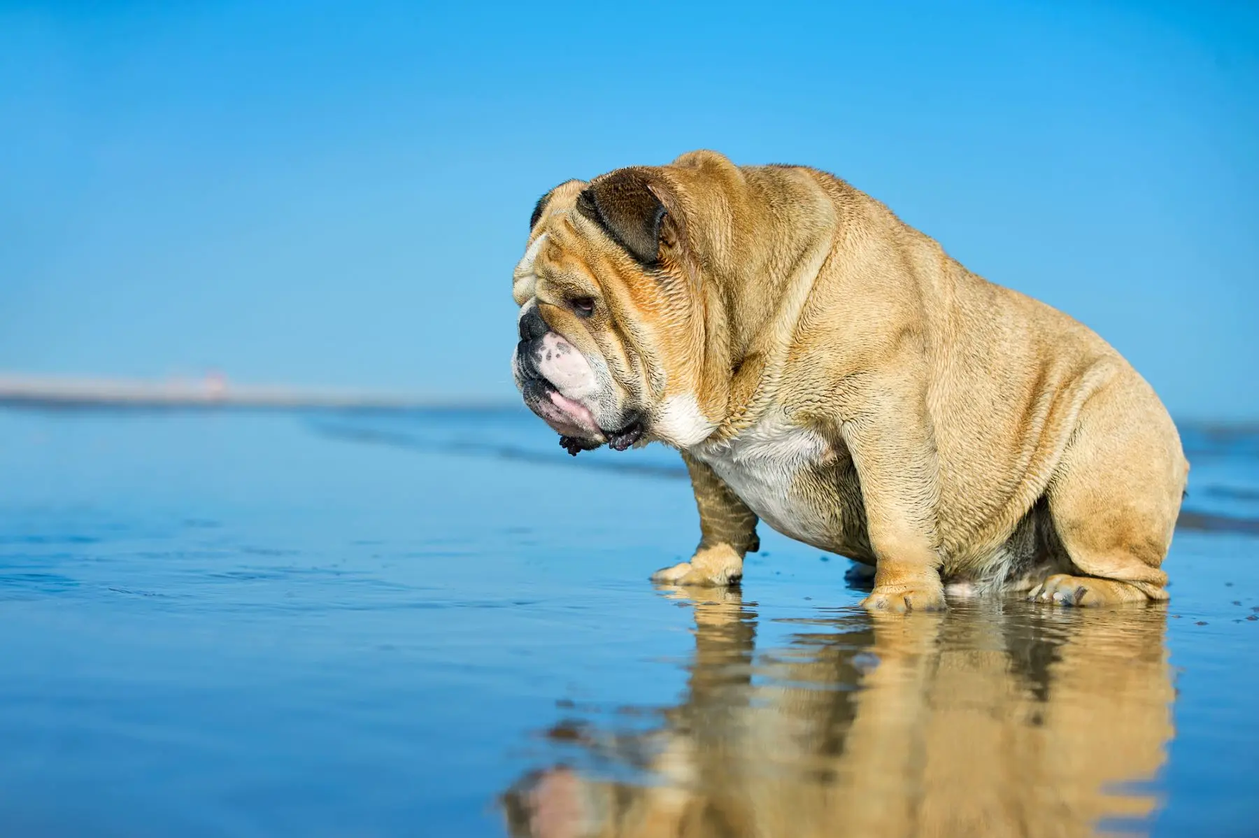 bulldog biondo nella battigia coperta di acqua