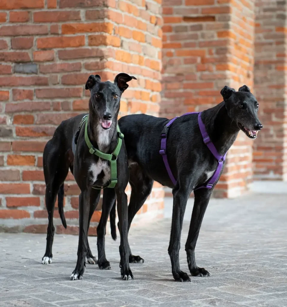 Lady e Rosie levriere nere, con per sfondo muro mattoni rossi