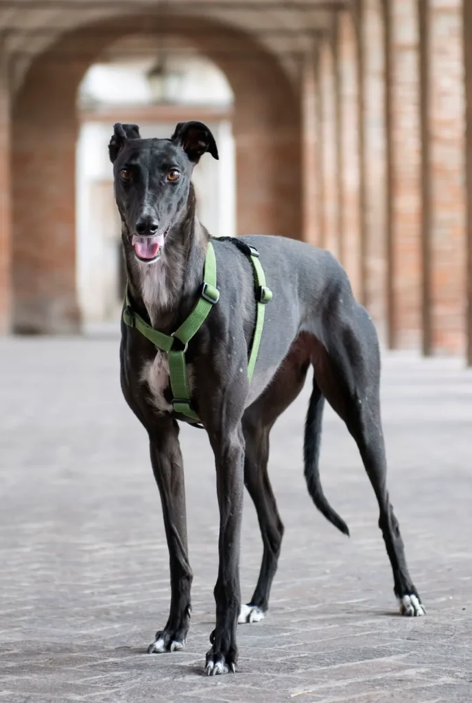 Rosie levriera nera, in posa sotto galleria di archi in mattoncini