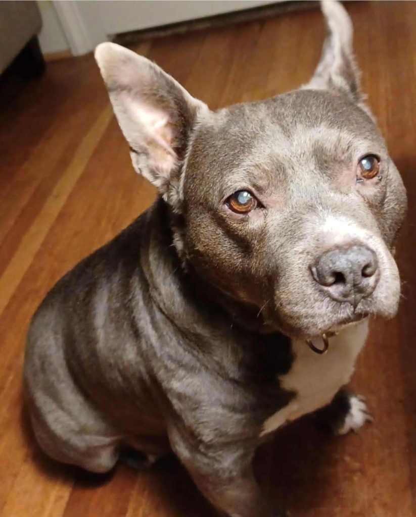 mix Amstaff colore grigio con orecchie a punta e occhi nocciola, su pavimento in legno