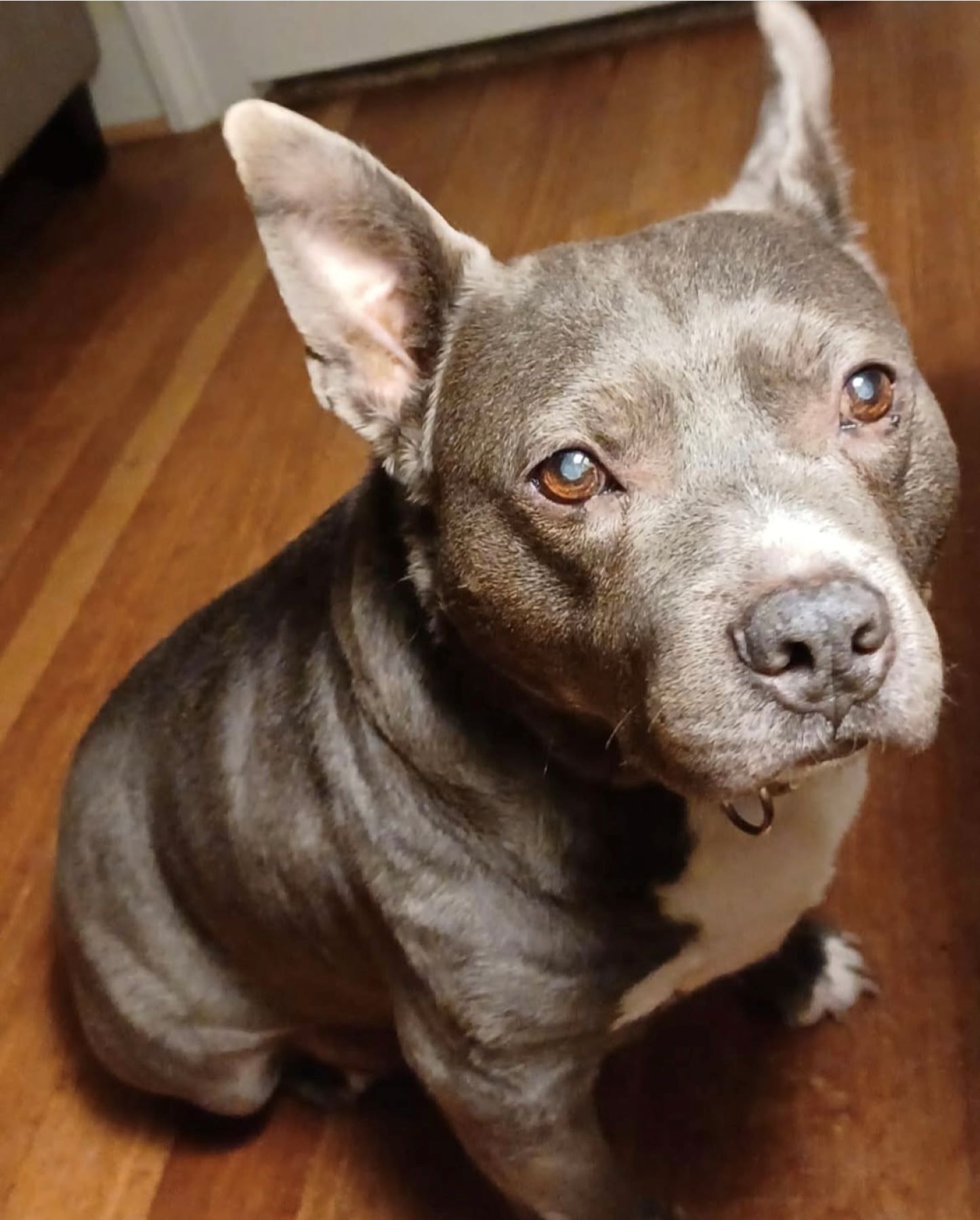 mix Amstaff colore grigio con orecchie a punta e occhi nocciola, su pavimento in legno