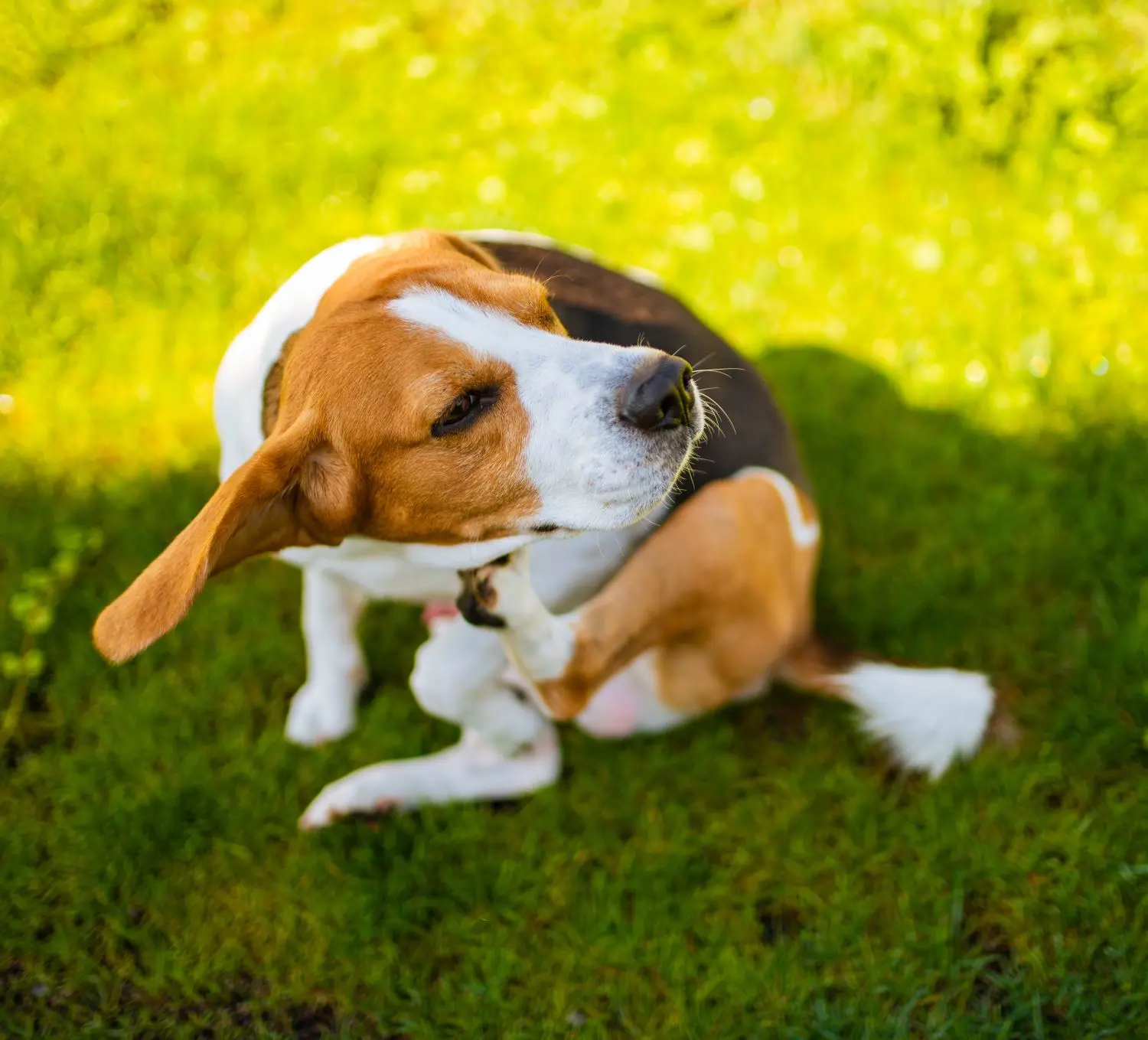 Beagle si gratta su prato verde