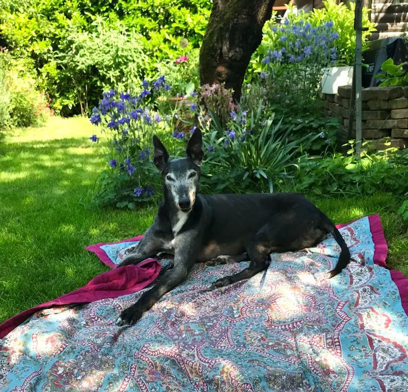 levriero nero su coperta viola in giardino fiorito