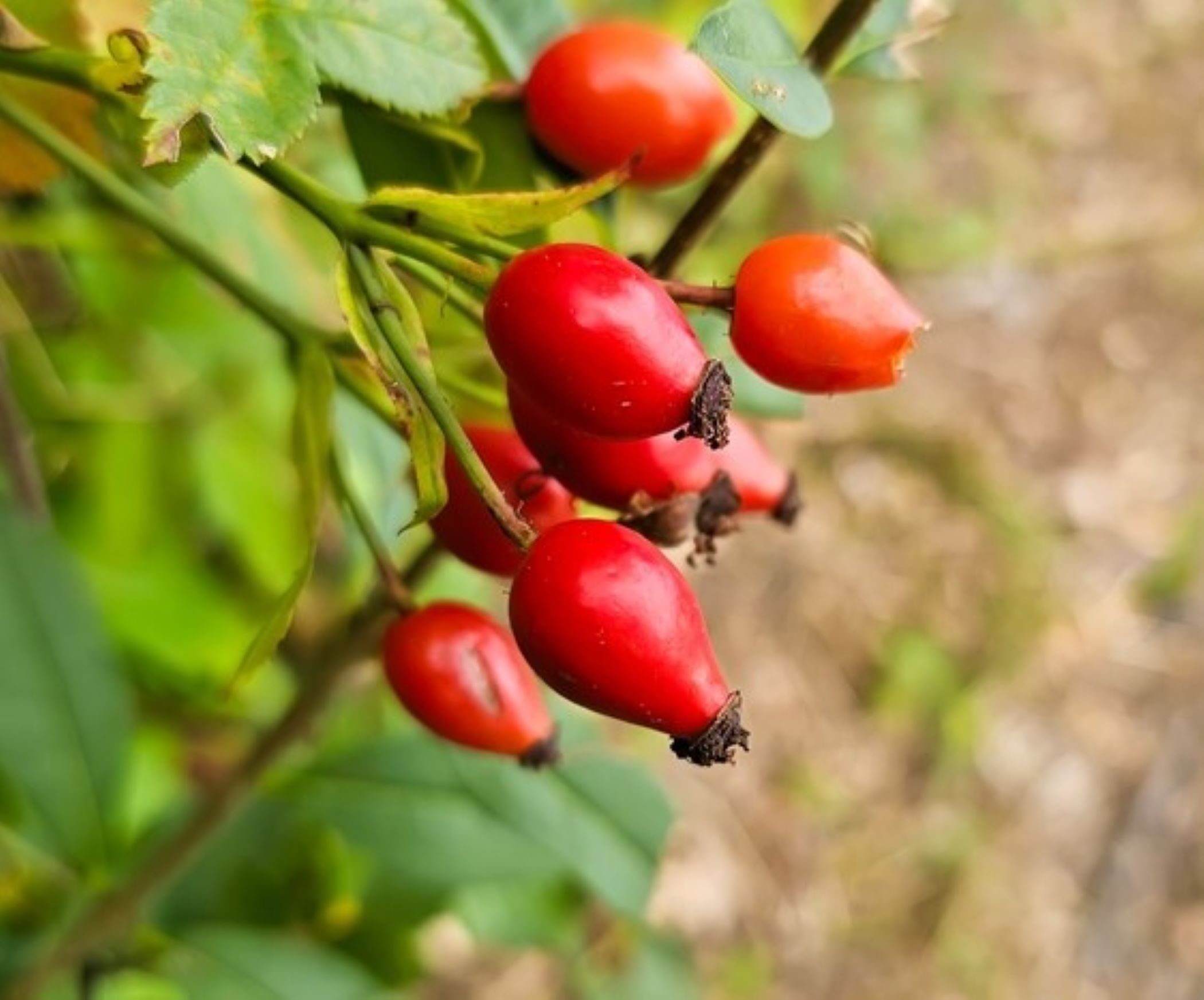bacche di rosa canina rossa in primo piano, su sfondo foglie verdi