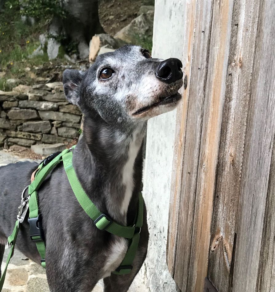 Levriero anziano in primo piano, con pettorina verde
