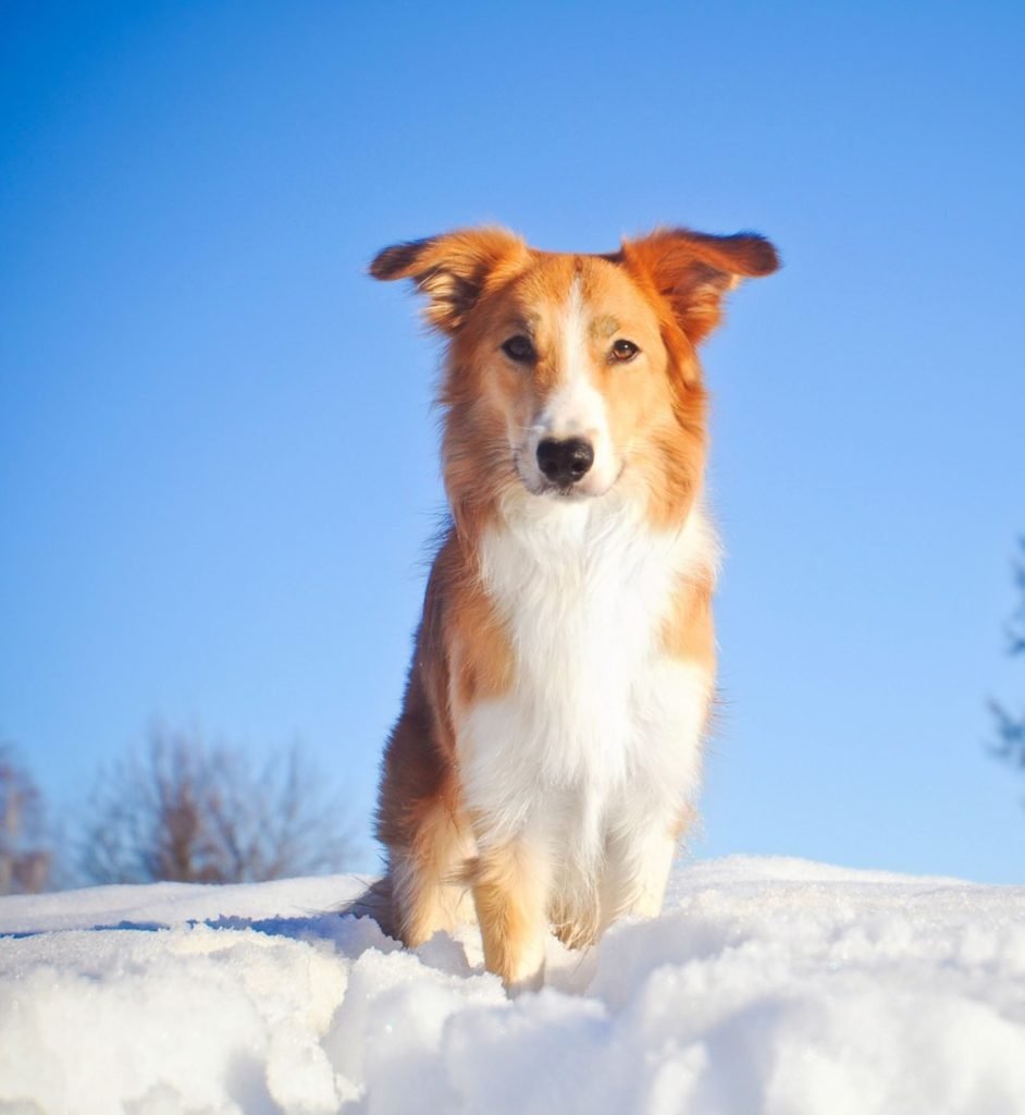 Border Collie fulvo nella neve, con cielo azzurro