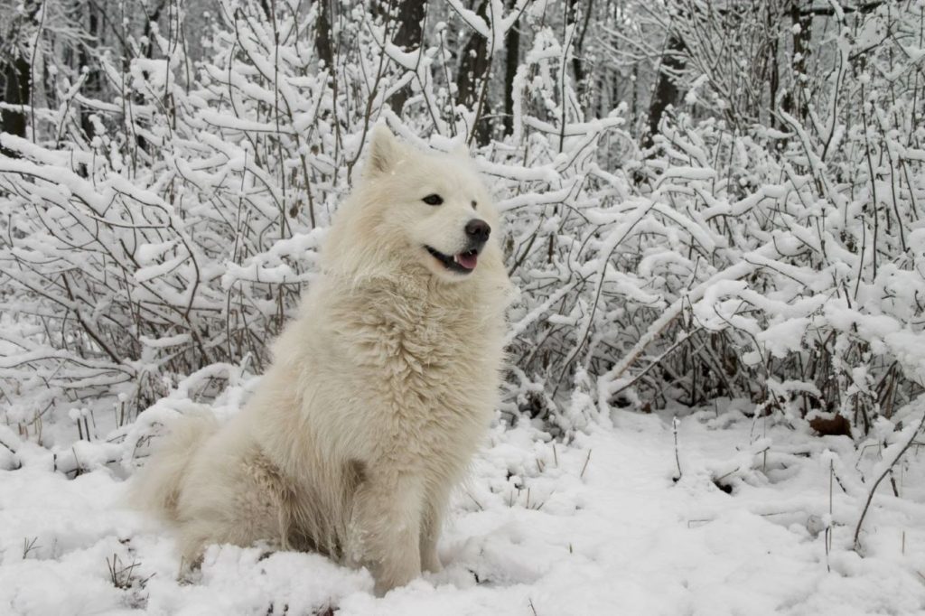 samoiedo bianco, accucciato nella neve, davanti un cespuglio innevato