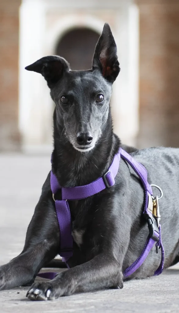 levriera nera, pettorina viola, primo piano galleria mattoni rossi