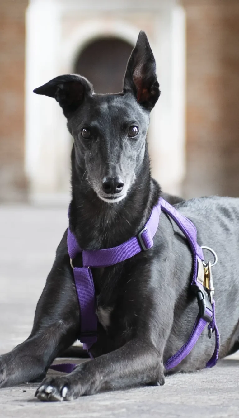 levriera nera, pettorina viola, primo piano galleria mattoni rossi